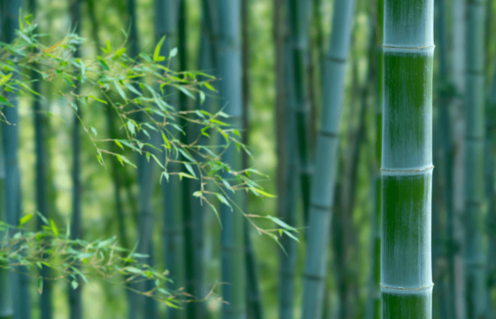 特別講（通年講座）