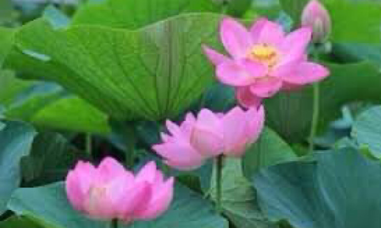 きっかけ（蓮の発芽）