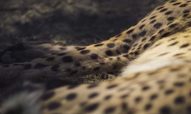 モチベーション